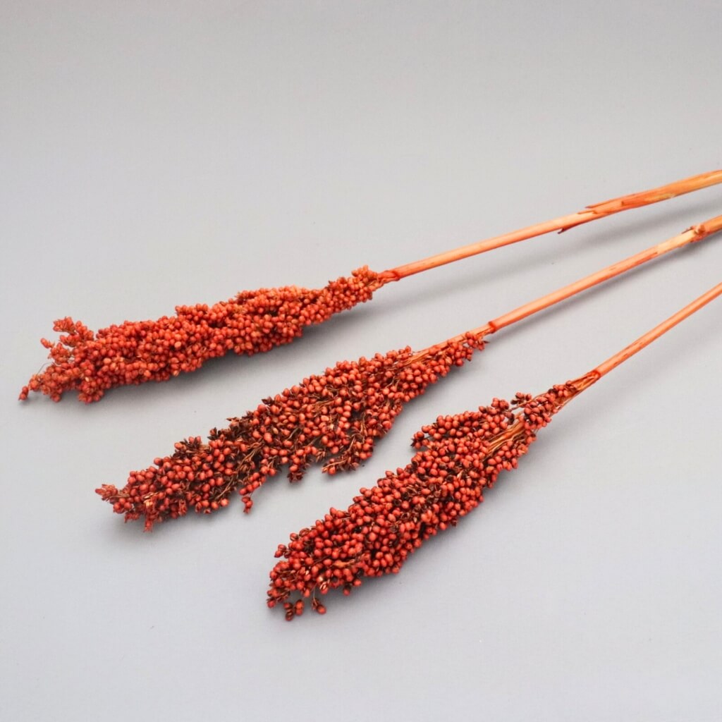 Sušený Čirok terracotta - přírodní dekorace s teplým zemitým tónem